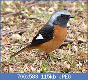 Cliquez sur l'image pour la voir en taille relle

Nom : Phoenicurus_auroreus_(male).jpg
Affichages : 332
Taille : 114,7 Ko
ID : 109321