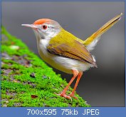 Cliquez sur l'image pour la voir en taille relle

Nom : ♀_Common_tailorbird_(Orthotomus_sutorius)_Photograph_by_Shantanu_Kuveskar.jpg
Affichages : 98
Taille : 74,8 Ko
ID : 120939