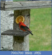 Cliquez sur l'image pour la voir en taille relle

Nom : 1024px-Scarlet_Tanager_3.jpg
Affichages : 46
Taille : 85,5 Ko
ID : 118294