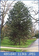 Cliquez sur l'image pour la voir en taille relle

Nom : Araucaria_araucana1.jpg
Affichages : 129
Taille : 112,7 Ko
ID : 110719