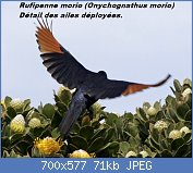 Cliquez sur l'image pour la voir en taille relle

Nom : Onychognathus_morio_2.jpg
Affichages : 29
Taille : 70,7 Ko
ID : 113338