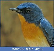 Cliquez sur l'image pour la voir en taille relle

Nom : Tickells_blue_Flycatcher.jpg
Affichages : 40
Taille : 59,4 Ko
ID : 118343