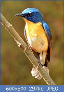 Cliquez sur l'image pour la voir en taille relle

Nom : Tickell's_blue_flycatcher_(Cyornis_tickelliae)_Photograph_By_Shantanu_Kuveskar.jpg
Affichages : 43
Taille : 296,6 Ko
ID : 118345