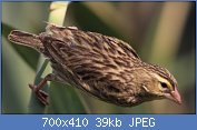 Cliquez sur l'image pour la voir en taille relle

Nom : Female_Southern_Red_Bishop,_or_Red_Bishop,_Euplectes_orix_at_Rietvlei_Nature_Reserve,_South_Afri.jpg
Affichages : 24
Taille : 39,2 Ko
ID : 117172