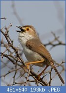 Cliquez sur l'image pour la voir en taille relle

Nom : Yellow-eyed_Babbler.jpg
Affichages : 43
Taille : 192,6 Ko
ID : 118004