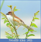 Cliquez sur l'image pour la voir en taille relle

Nom : Yellow-eyed_Babbler_of_West_Bengal.jpg
Affichages : 36
Taille : 62,6 Ko
ID : 118005