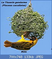 Cliquez sur l'image pour la voir en taille relle

Nom : Black-headed_weaver_(Ploceus_cucullatus_bohndorffi)_male_nest_building.jpg
Affichages : 72
Taille : 133,1 Ko
ID : 119146