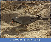 Cliquez sur l'image pour la voir en taille relle

Nom : 1280px-Namaqua_Dove_Oena_capensis_in_Tanzania_0947_cropped_Nevit.jpg
Affichages : 49
Taille : 121,9 Ko
ID : 116771