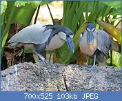 Cliquez sur l'image pour la voir en taille relle

Nom : 1280px-Boat-billed_Heron_RWD3 LL.jpg
Affichages : 94
Taille : 102,6 Ko
ID : 119243