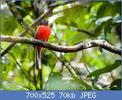 Cliquez sur l'image pour la voir en taille relle

Nom : 1280px-Scarlet-rumped_Trogon_(14157535174).jpg
Affichages : 64
Taille : 70,3 Ko
ID : 120094