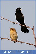 Cliquez sur l'image pour la voir en taille relle

Nom : White-winged_widowbird,_Euplectes_albonotatus,_at_Zaagkuildrift_Road_near_Kgomo_Kgomo,_Limpopo,_.jpg
Affichages : 76
Taille : 77,1 Ko
ID : 119103