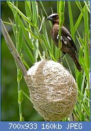 Cliquez sur l'image pour la voir en taille relle

Nom : Thick-billed_Weaver_(Amblyospiza_albifrons)_and_nest_(16305554838).jpg
Affichages : 70
Taille : 160,3 Ko
ID : 119139