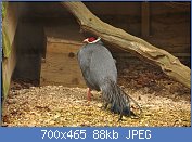 Cliquez sur l'image pour la voir en taille relle

Nom : Pheasant_at_Sudeley_Castle_(5109).jpg
Affichages : 44
Taille : 87,6 Ko
ID : 116727