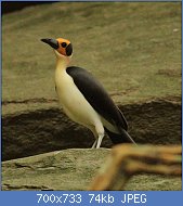 Cliquez sur l'image pour la voir en taille relle

Nom : Picathartes_gymnocephalus_(Picathartidae)_(White-necked_Rockfowl),_Ashanti,_Ghana.jpg
Affichages : 91
Taille : 73,8 Ko
ID : 122818