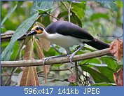 Cliquez sur l'image pour la voir en taille relle

Nom : White-necked_Rockfowl_(Picathartes_gymnocephalus)cropped.jpg
Affichages : 83
Taille : 141,4 Ko
ID : 122821