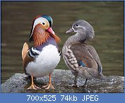 Cliquez sur l'image pour la voir en taille relle

Nom : 1280px-Pair_of_mandarin_ducks.jpg
Affichages : 63
Taille : 74,5 Ko
ID : 117987
