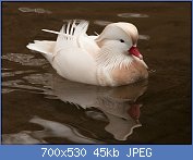 Cliquez sur l'image pour la voir en taille relle

Nom : 1280px-White_mandarin_duck_(4337587308)_(2).jpg
Affichages : 68
Taille : 45,0 Ko
ID : 117989