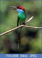 Cliquez sur l'image pour la voir en taille relle

Nom : Blue-throated_bee-eater_(Merops_viridis)_(cropped) G.jpg
Affichages : 47
Taille : 93,8 Ko
ID : 112772