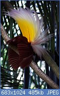Cliquez sur l'image pour la voir en taille relle

Nom : Paradisaea_apoda_-Bali_Bird_Park-7.jpg
Affichages : 29
Taille : 485,2 Ko
ID : 118059