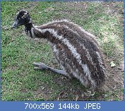 Cliquez sur l'image pour la voir en taille relle

Nom : Baby_Emu.jpg
Affichages : 79
Taille : 144,4 Ko
ID : 122076