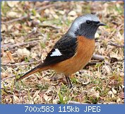 Cliquez sur l'image pour la voir en taille relle

Nom : Phoenicurus_auroreus_(male).jpg
Affichages : 330
Taille : 114,7 Ko
ID : 109321