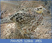 Cliquez sur l'image pour la voir en taille relle

Nom : 1280px-Reeve's_Pheasant_female_RWD.jpg
Affichages : 77
Taille : 126,3 Ko
ID : 118814