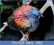 Cliquez sur l'image pour la voir en taille relle

Nom : le-magnifique-pigeon-de-Nicobar-ou-Nicobar-a-camail-cousin-dodo-4.jpg
Affichages : 105
Taille : 64,3 Ko
ID : 110548