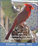 Cliquez sur l'image pour la voir en taille relle

Nom : Cardinalis_cardinalis_L.jpg
Affichages : 105
Taille : 168,7 Ko
ID : 110681