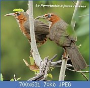 Cliquez sur l'image pour la voir en taille relle

Nom : Rusty-cheeked_scimitar_babbler_5626_GarimaBhatia.jpg
Affichages : 47
Taille : 70,2 Ko
ID : 117513