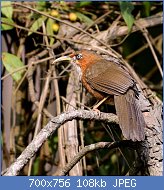 Cliquez sur l'image pour la voir en taille relle

Nom : Rusty-cheeked_Scimitar_babbler.jpg
Affichages : 41
Taille : 107,6 Ko
ID : 117516