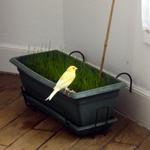 Avatar de canaripaille