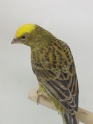 Avatar de canari60