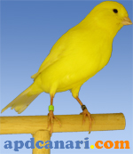 Avatar de Canari1965