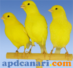 Jaune Apdcanari 2