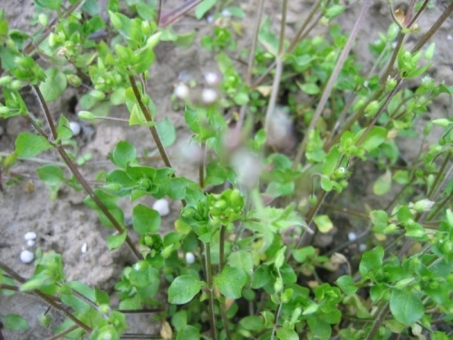 mouron définition C'est quoi