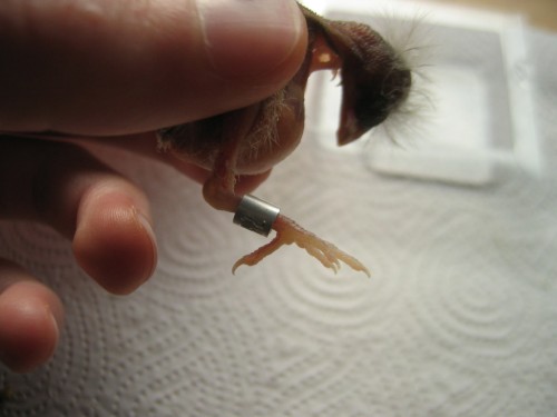 صورة