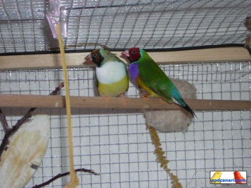 diamant-de-gould-au-paradis-des-canaris-a-vos-plumes-donnez-vous
