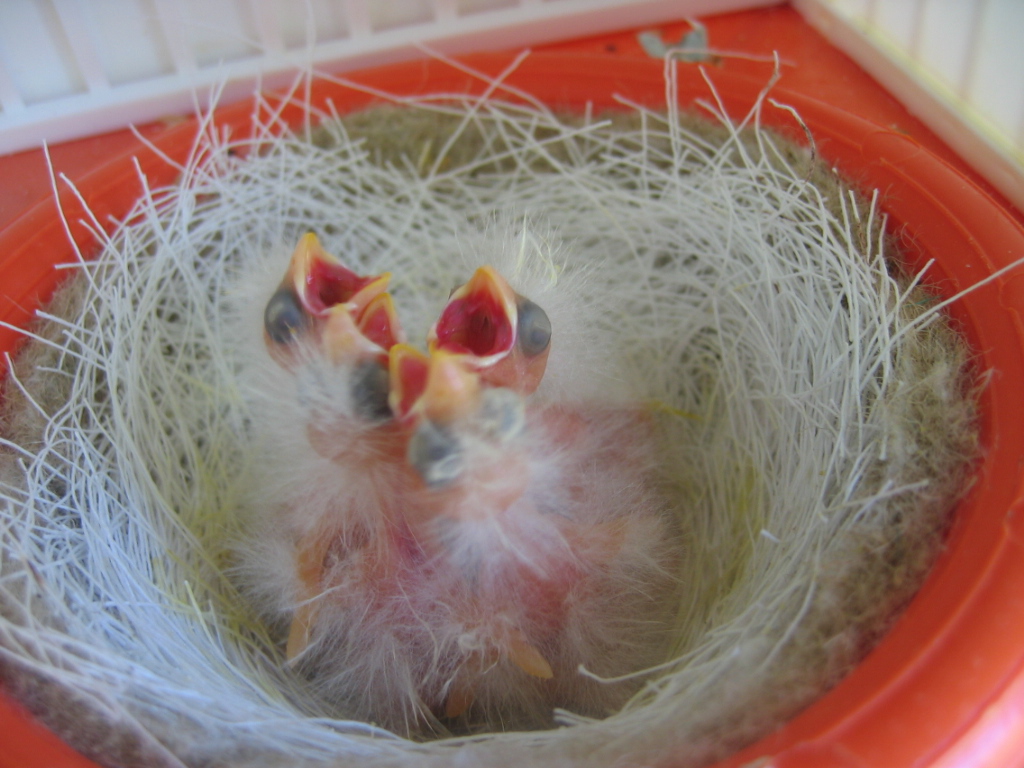 Fond Oiseaux Nid Reproduction Oiseau De Race Photo Et Image en