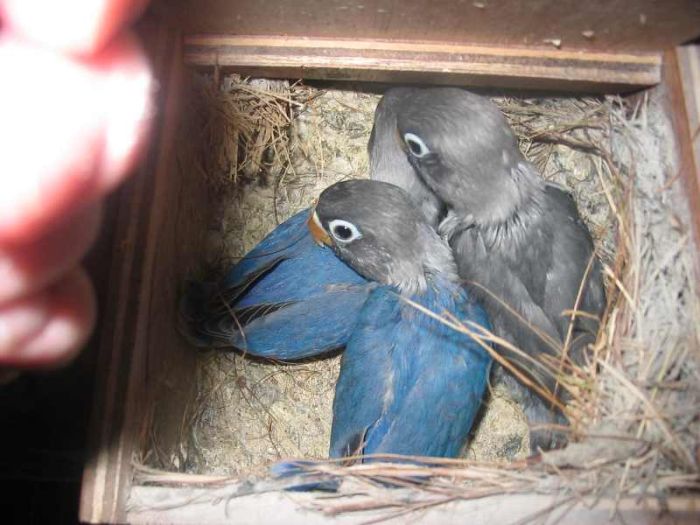 Au Paradis des Canaris - A vos Plumes ! Donnez-vous des Ailes.. - page 13