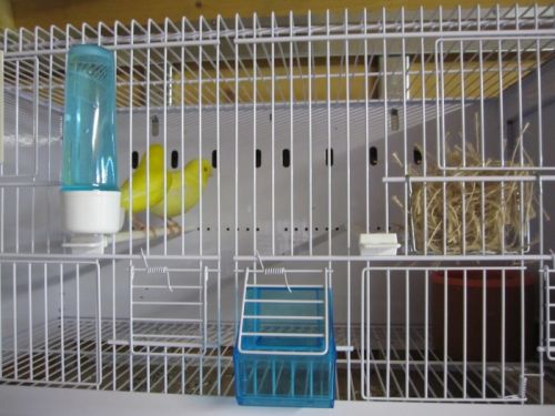 nouvelles_cages_ornibird__018.jpg
